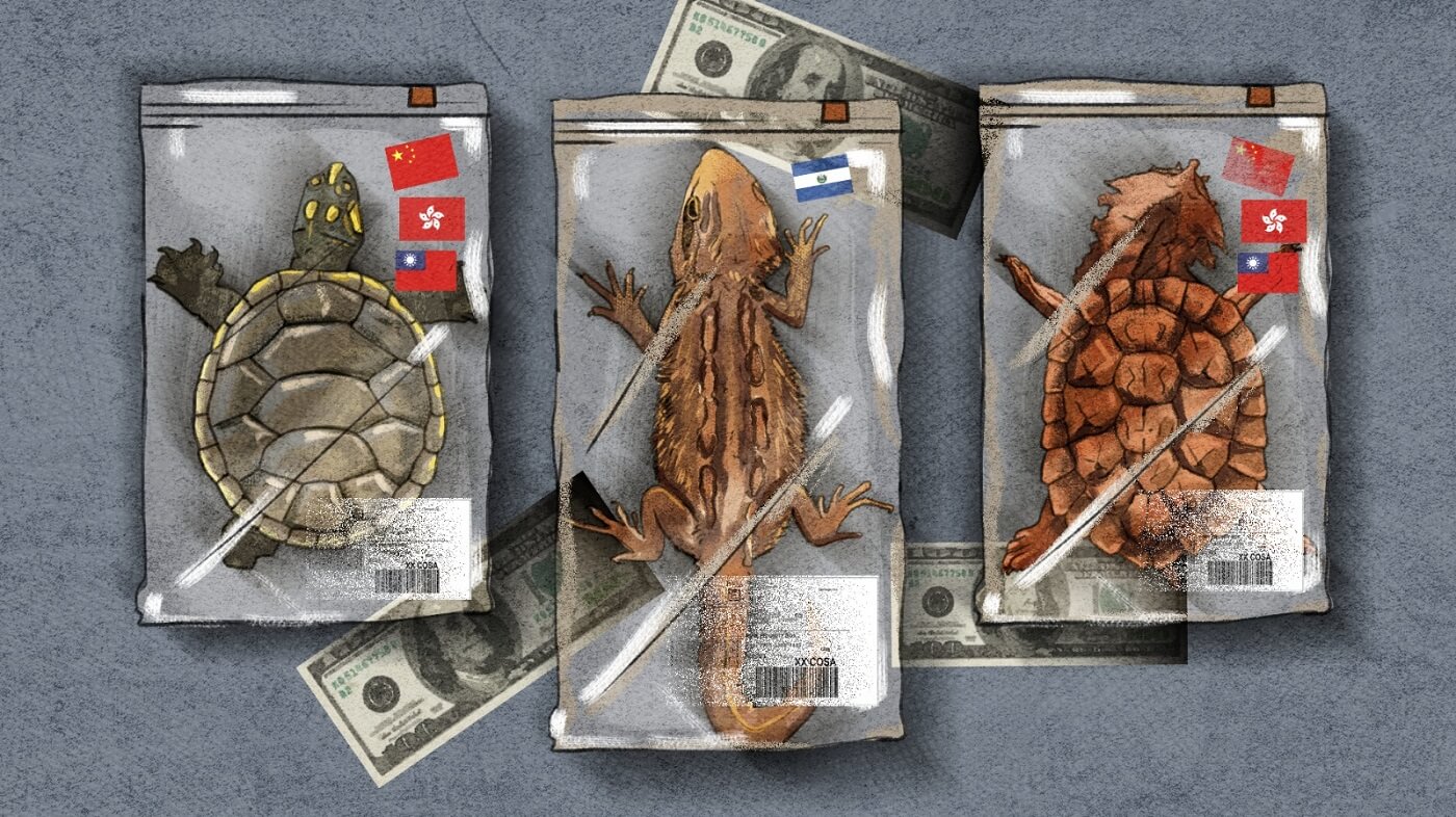 SALIDAS. Entre 2014 y 2023, las tortugas representaron más del 70% de todas las exportaciones de fauna peruana.