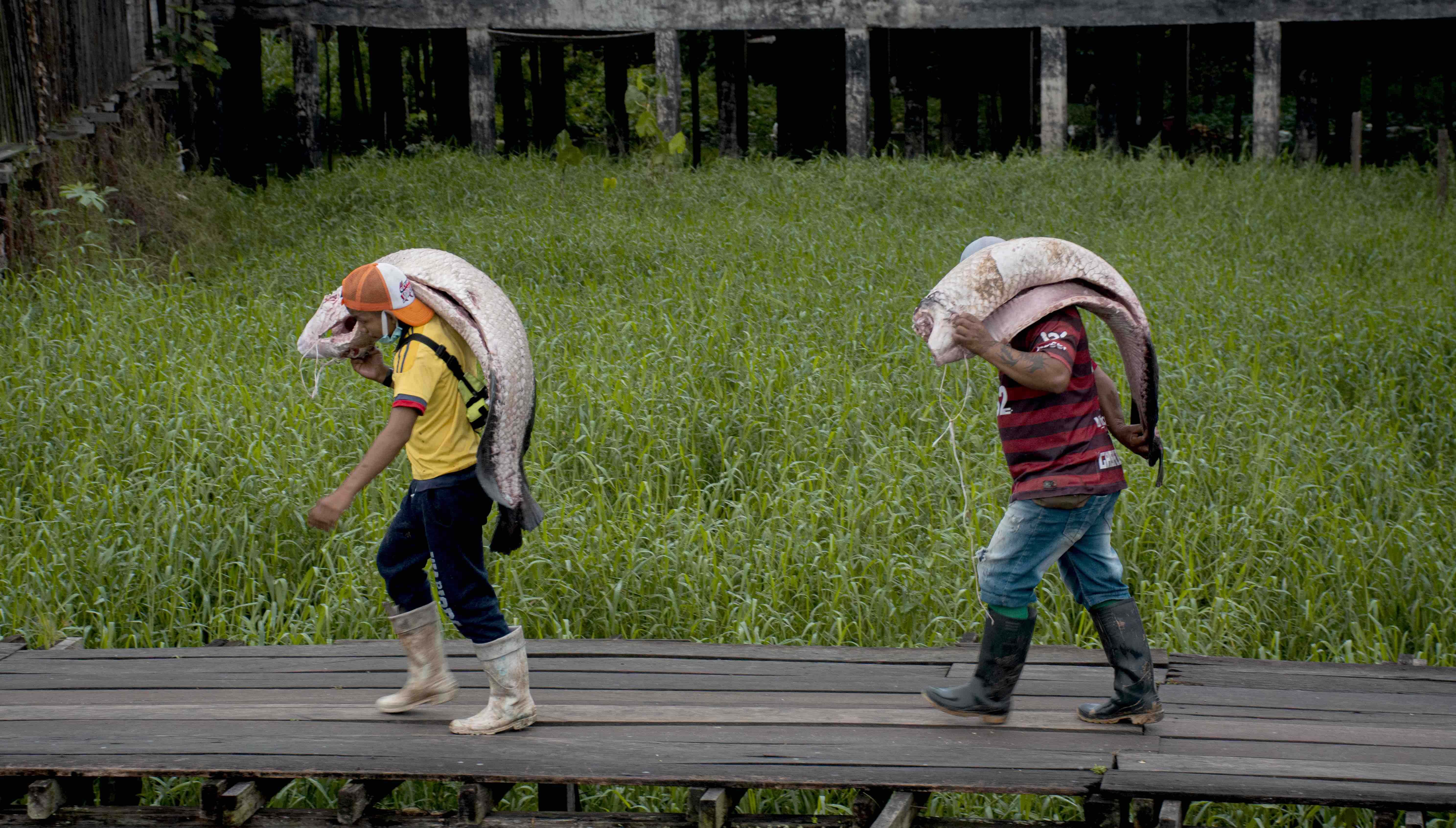 Paiche en la frontera 