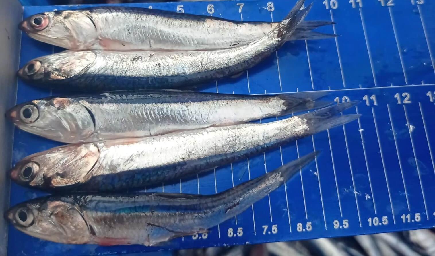 JUVENILES. La biomasa de la anchoveta está compuesta por más del 82 % de juveniles, según los últimos tres estudios del Imarpe.