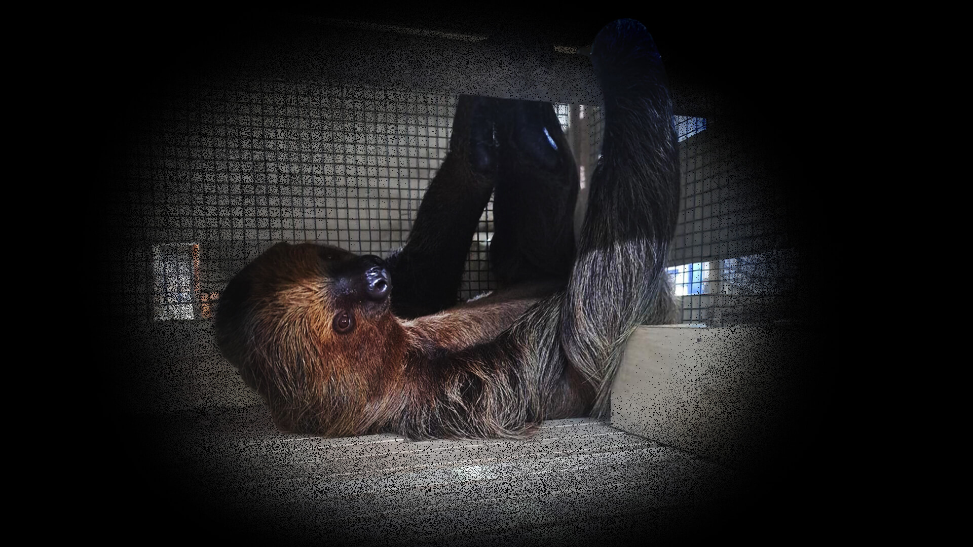 INTERVENCIÓN. 38 osos (entre perezosos y hormigueros) tenían como destino Dubai pero no se les permitió salir del Perú por tener una autorización de origen declarada nula.