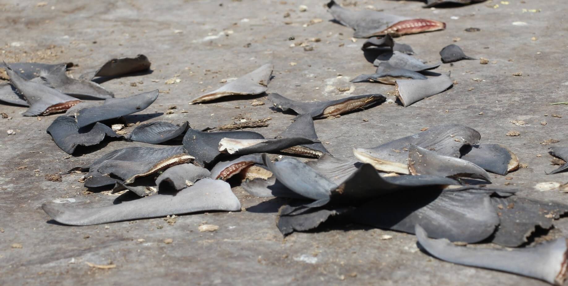 IRREGULARES. El accionar de los funcionarios permitió que se exporten aletas de tiburón por más de USD 883.000. Su procedencia legal no estaba sustentada.