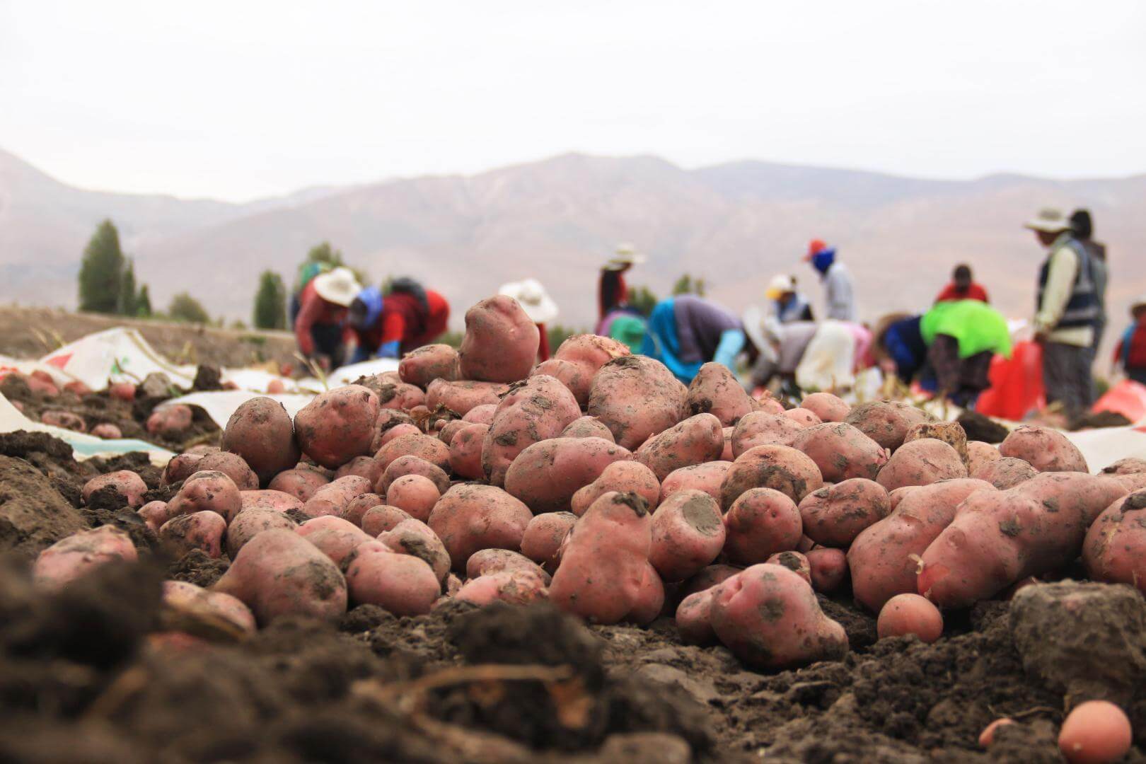 AÑO DE CRISIS. Los agricultores de papa quedaron endeudados ante la pérdida de producción en 2023. 