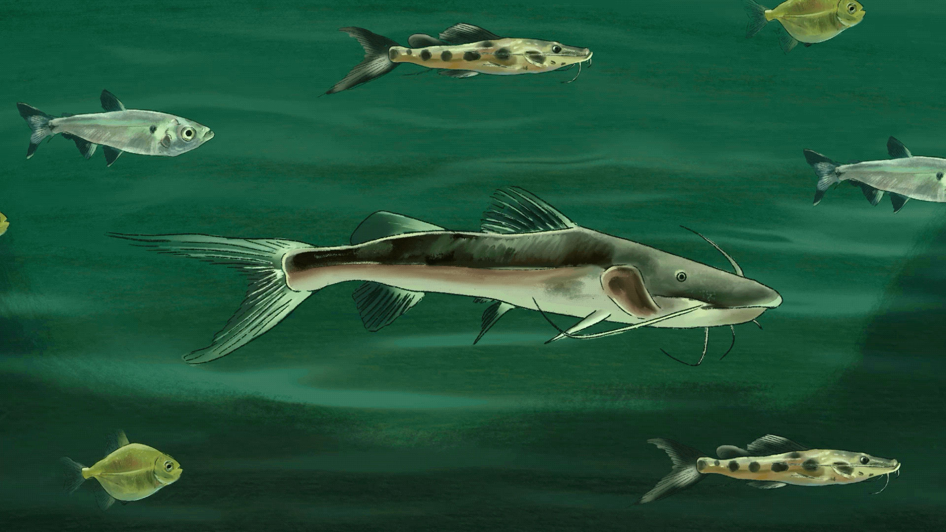 AMENAZA. Los grandes bagres se desplazan por los principales ríos de la Amazonía, sus ejemplares más pequeños son muy valorados en los mercados de Asia.