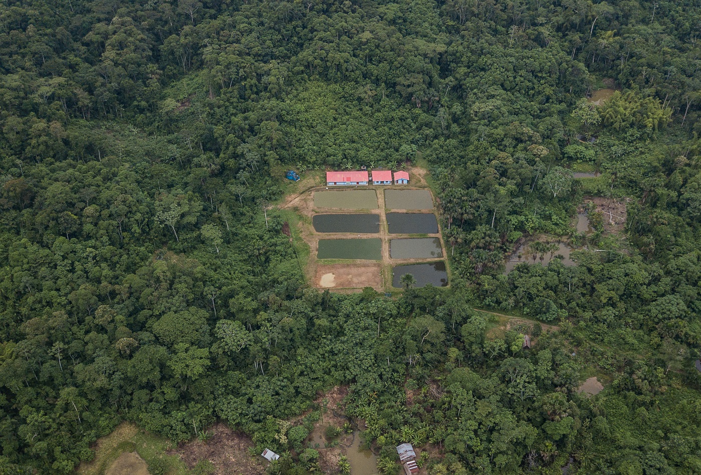 AVANCE. En 2022, según el último reporte oficial, la pérdida de bosques de la Amazonía peruana aumentó en 11%, respecto al 2021. 