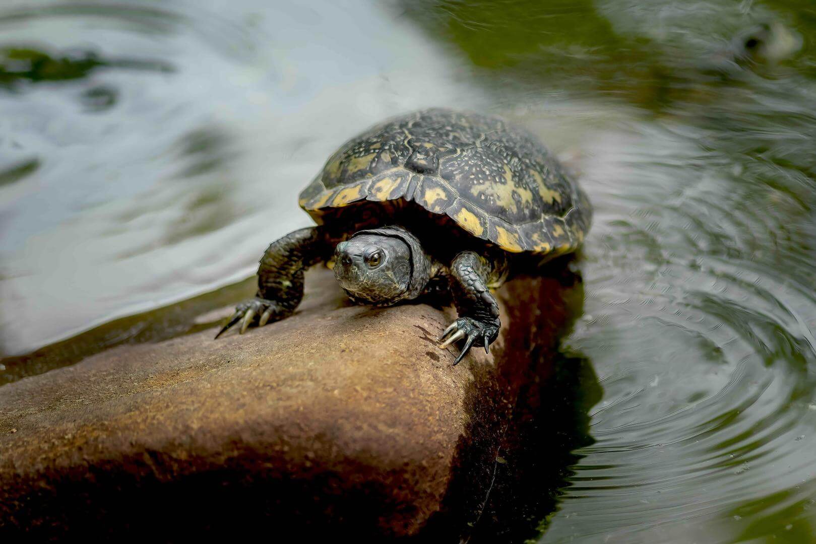 FAUNA. La principal exportadora de tortugas taricayas del Perú enfrenta una demanda con la que podría perder ocho inmuebles por presunto tráfico de especies.