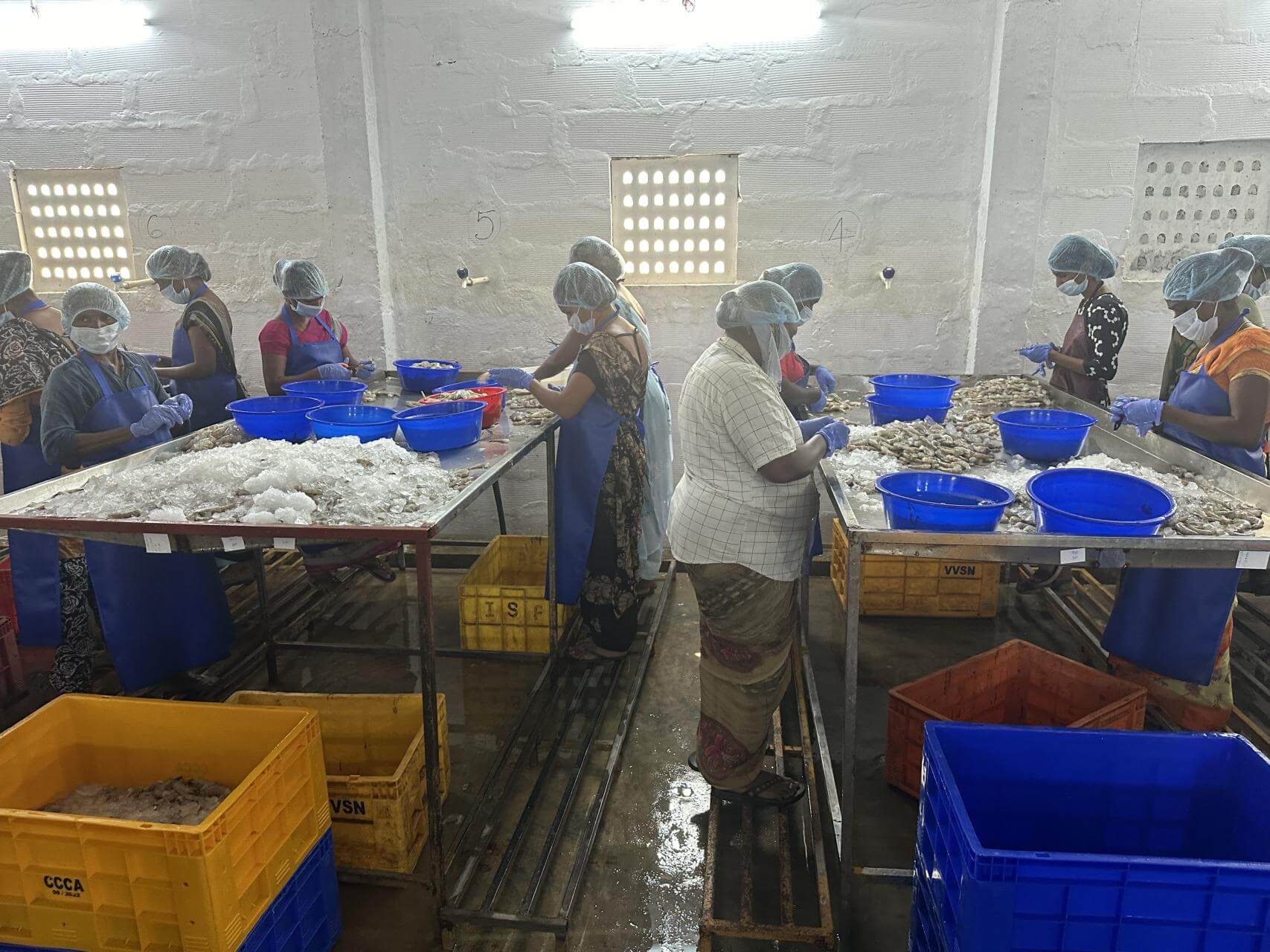 DETRÁS DE LA INDUSTRIA. En 2021, India exportó de casi la cuarta parte de todo el langostino que se vende al mundo.