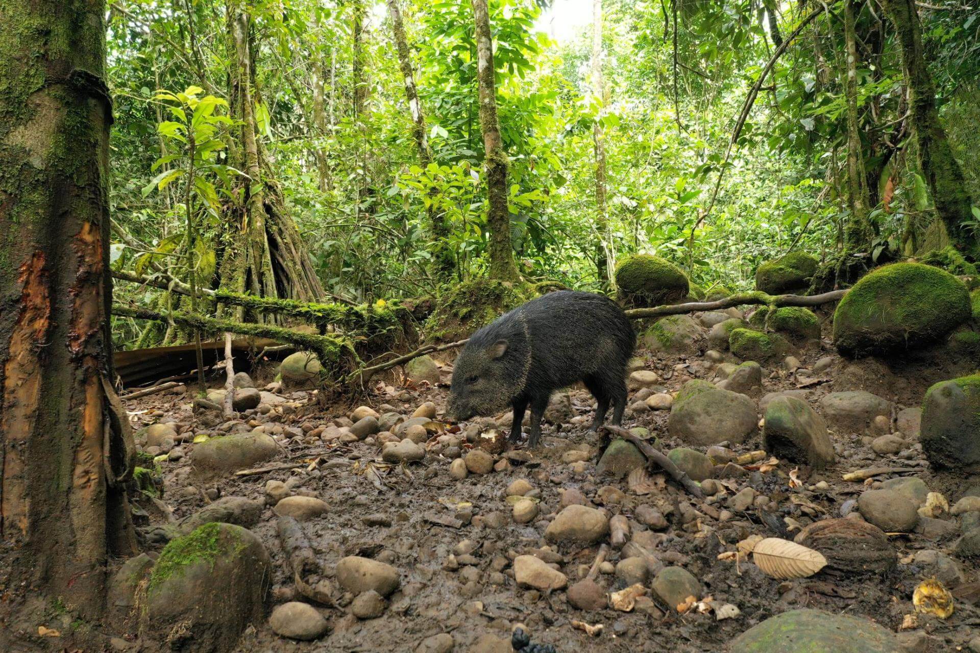 INNOVADOR. La toma de muestras de aire para analizar la biodiversidad es una de las técnicas consideradas en la metabarcodificación de ADN ambiental.