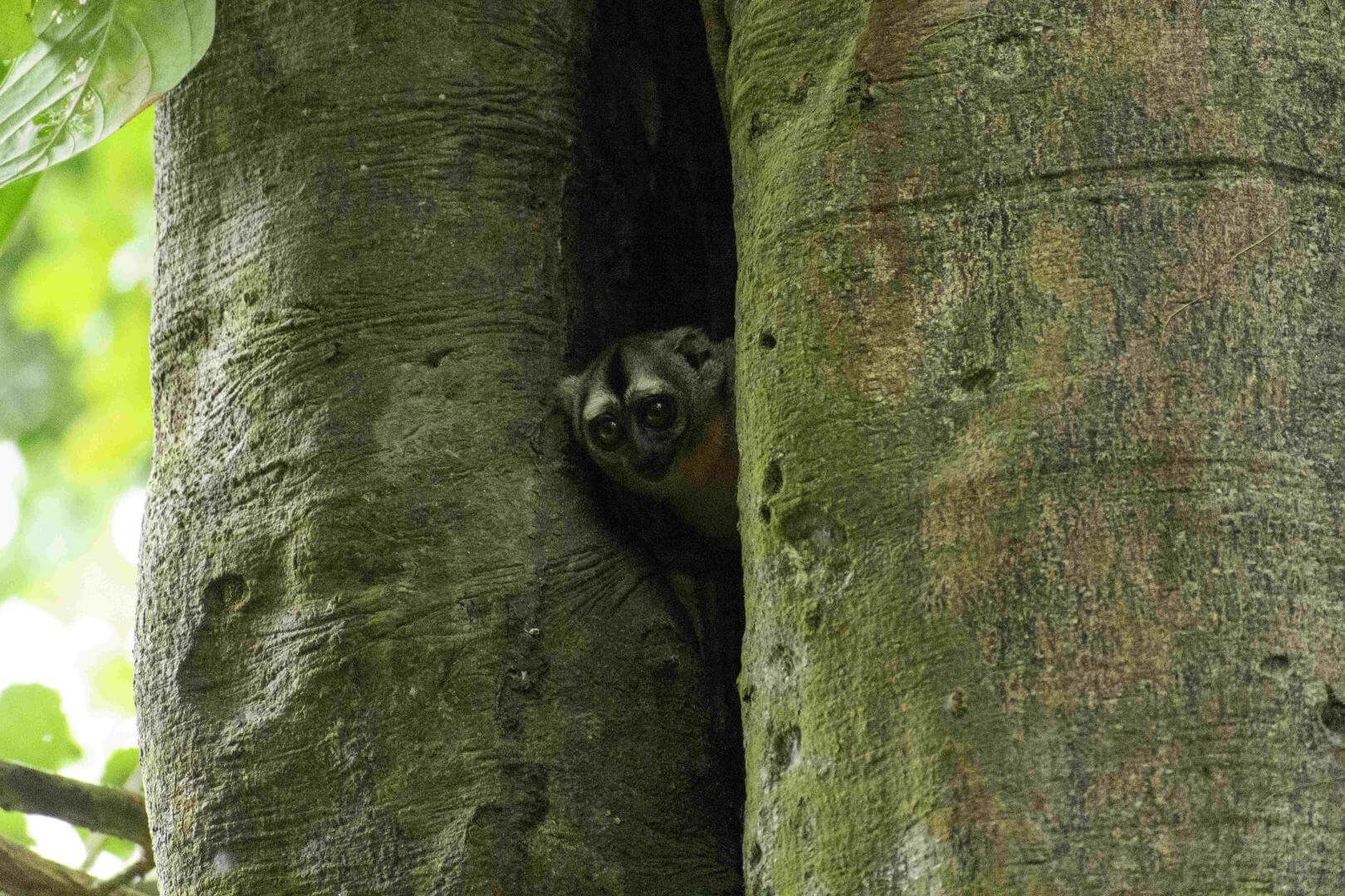 RIESGO. El mono musmuqui es una especie nocturna vulnerable. Los habitantes de la comunidad Cushillo Cocha, en Loreto, piden su protección.