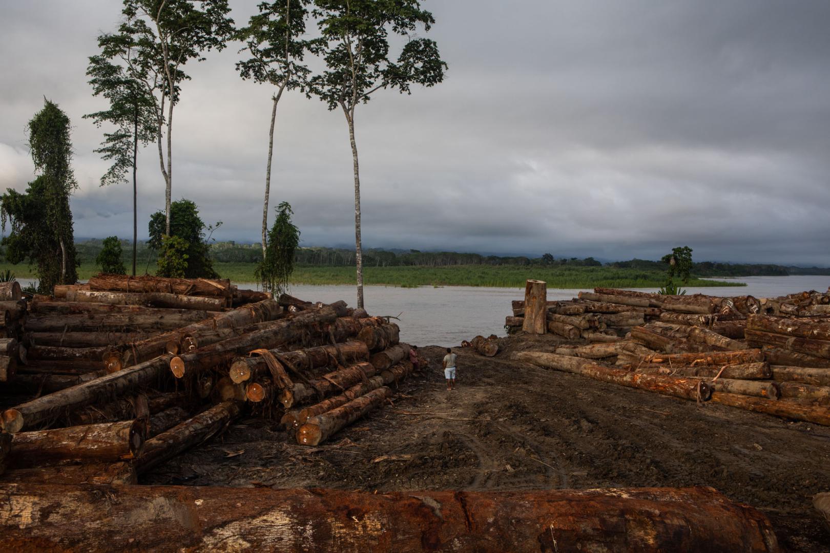 VÍCTIMAS. El registro de Aidesep contabiliza 35 muertes de defensores ambientales desde 2013. Una de las amenazas es la tala ilegal.