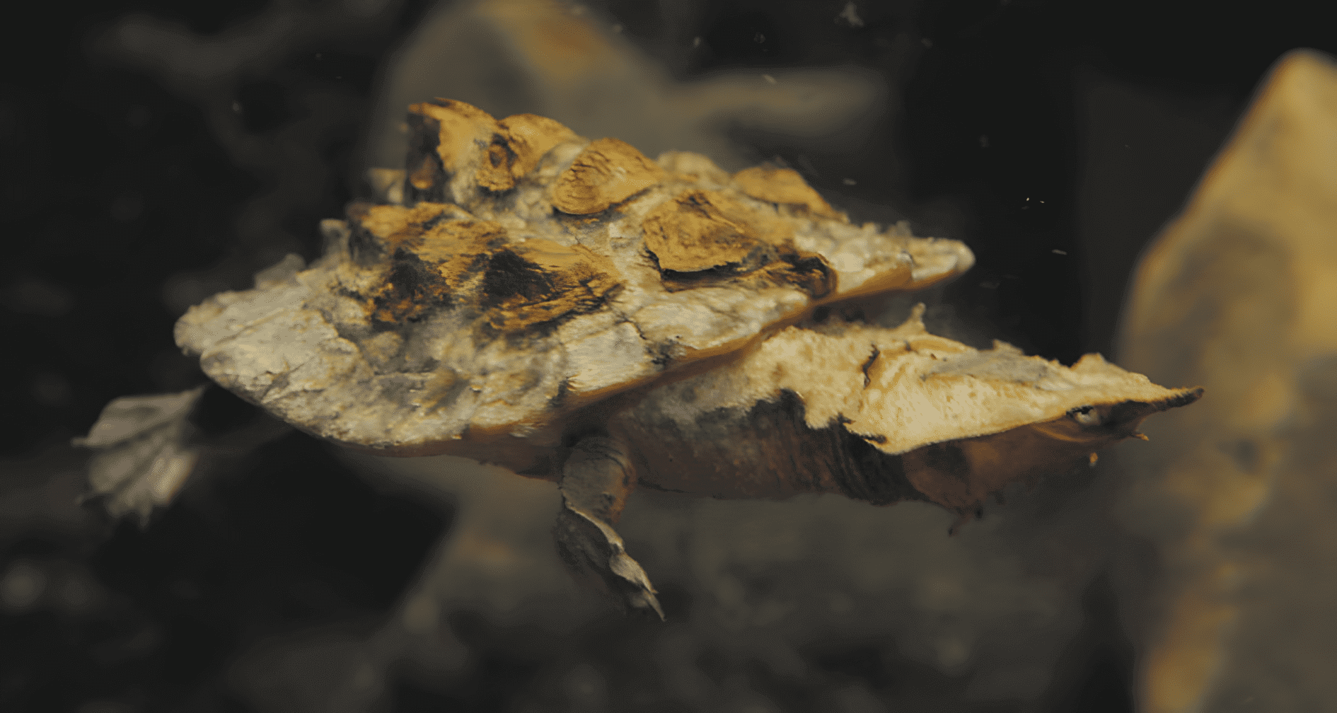 VULNERABLES. Las matamata tienen la cabeza aplanada en forma de flecha y una nariz en forma de snorkel, que les permite respirar con mayor facilidad en las aguas pandas.