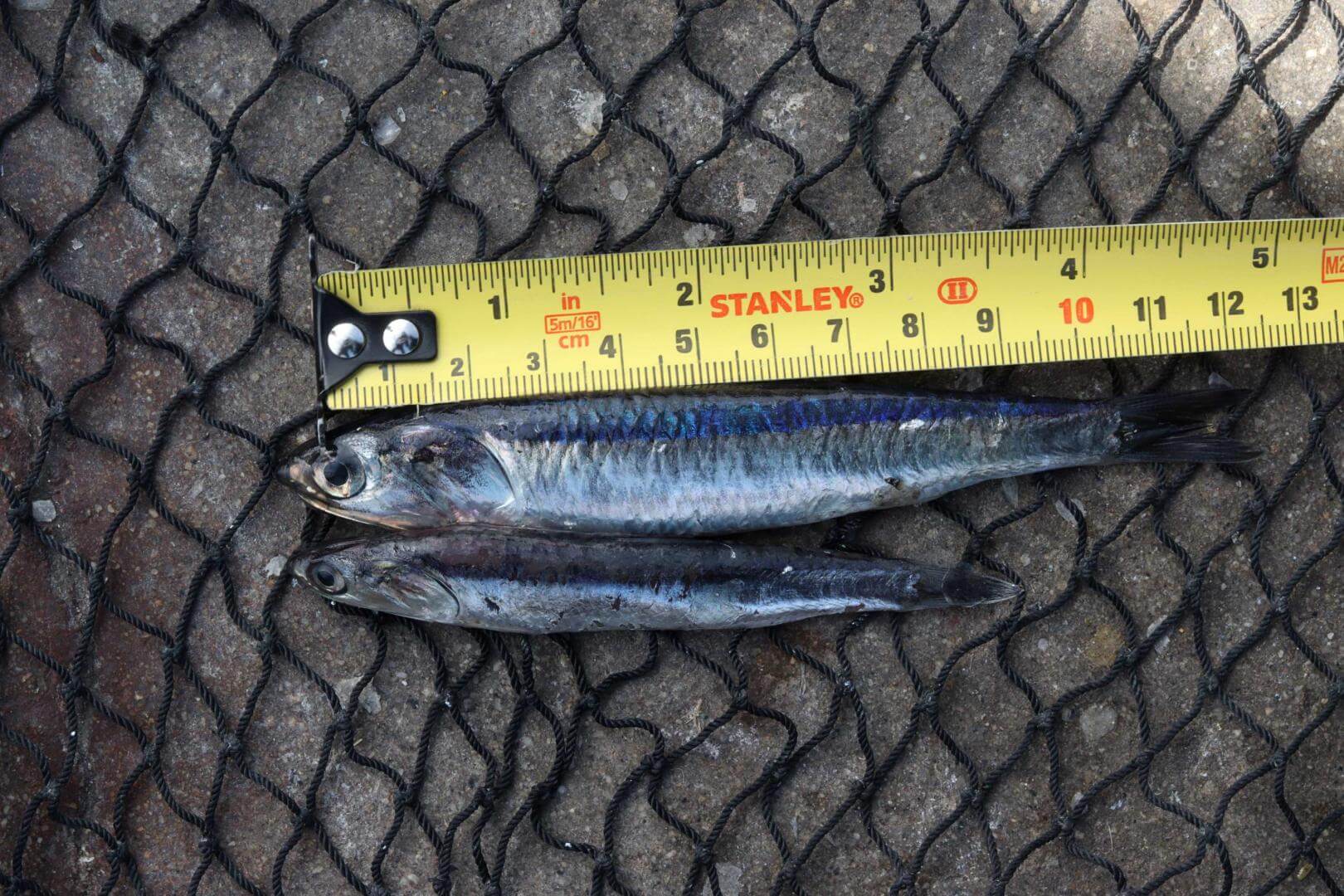 ANCHOVETA. Pesqueras habían declarado una captura de juveniles entre 10,83 y 55,47 puntos porcentuales menor a lo encontrado.