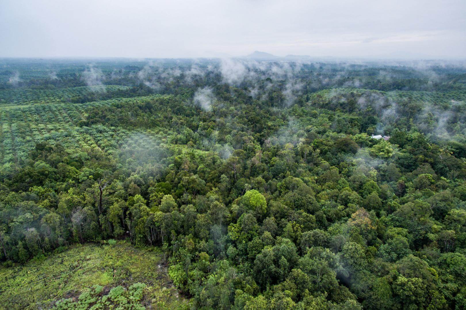 AMAZONÍA. El investigador James MacCarthy explica que las zonas que se están deforestando rápidamente tienden a sufrir más incendios forestales.