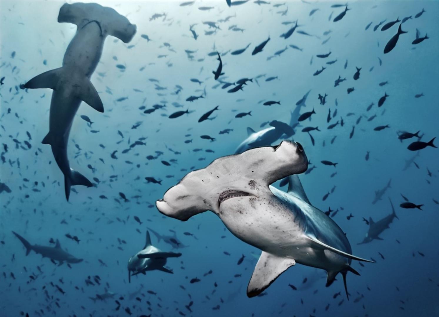 FALENCIAS. Además de falta de planes de gestión, el estudio detectó que solo el 11% de las áreas protegidas tienen como objetivo la conservación de tiburones.