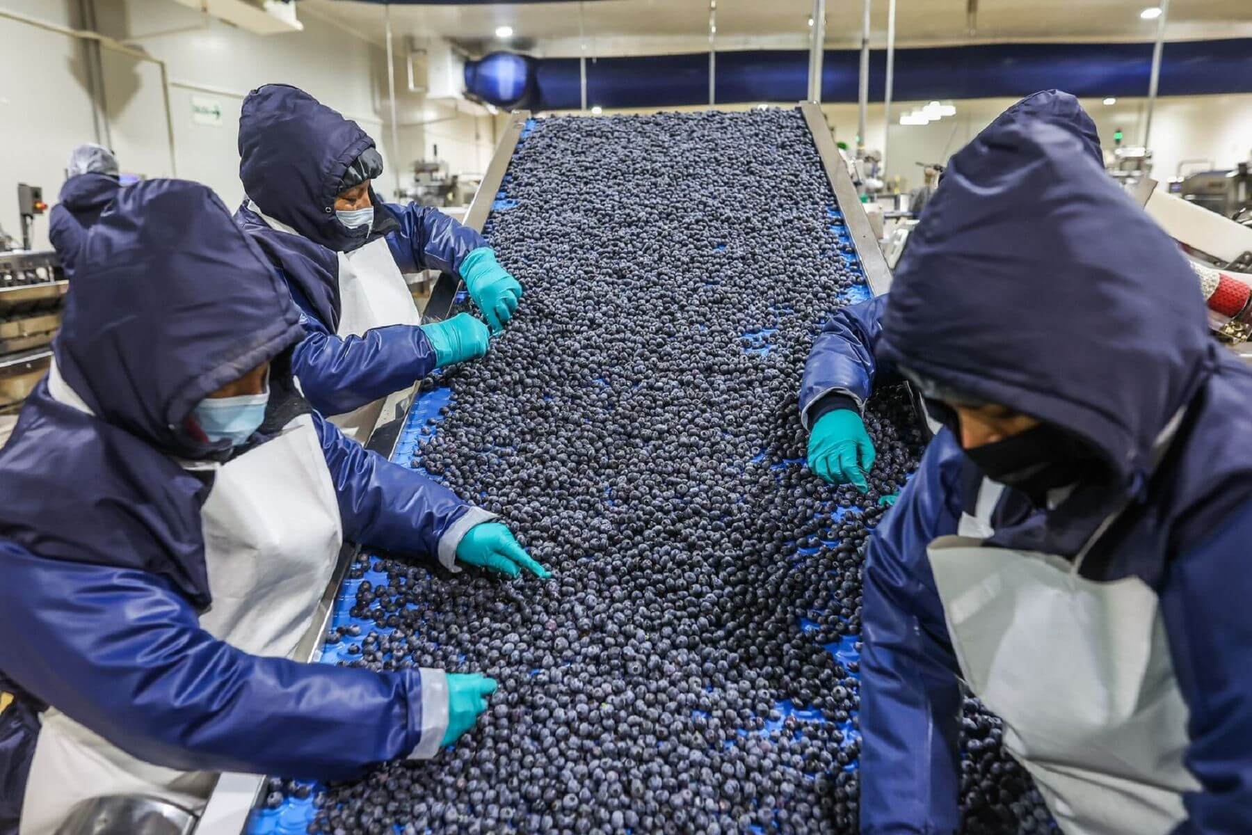 IMPACTO. De aprobarse la nueva Ley Agraria, se dejarían de recaudar alrededor de S/1.888 millones al año. Para el MEF, es una propuesta "sobreinclusiva", que no beneficia a pequeños productores.