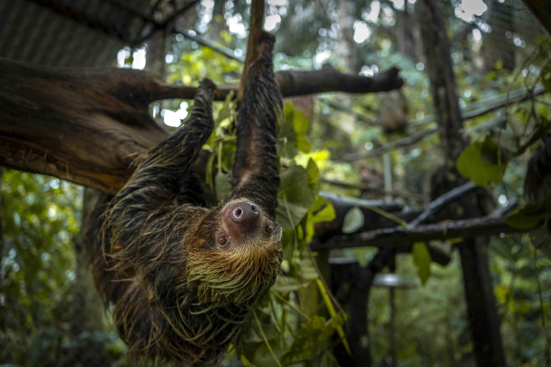 MAMÍFEROS TRAFICADOS. Entre 2021 y 2023, la empresa investigada exportó 3.040 animales silvestres, entre ellos 70 perezosos..