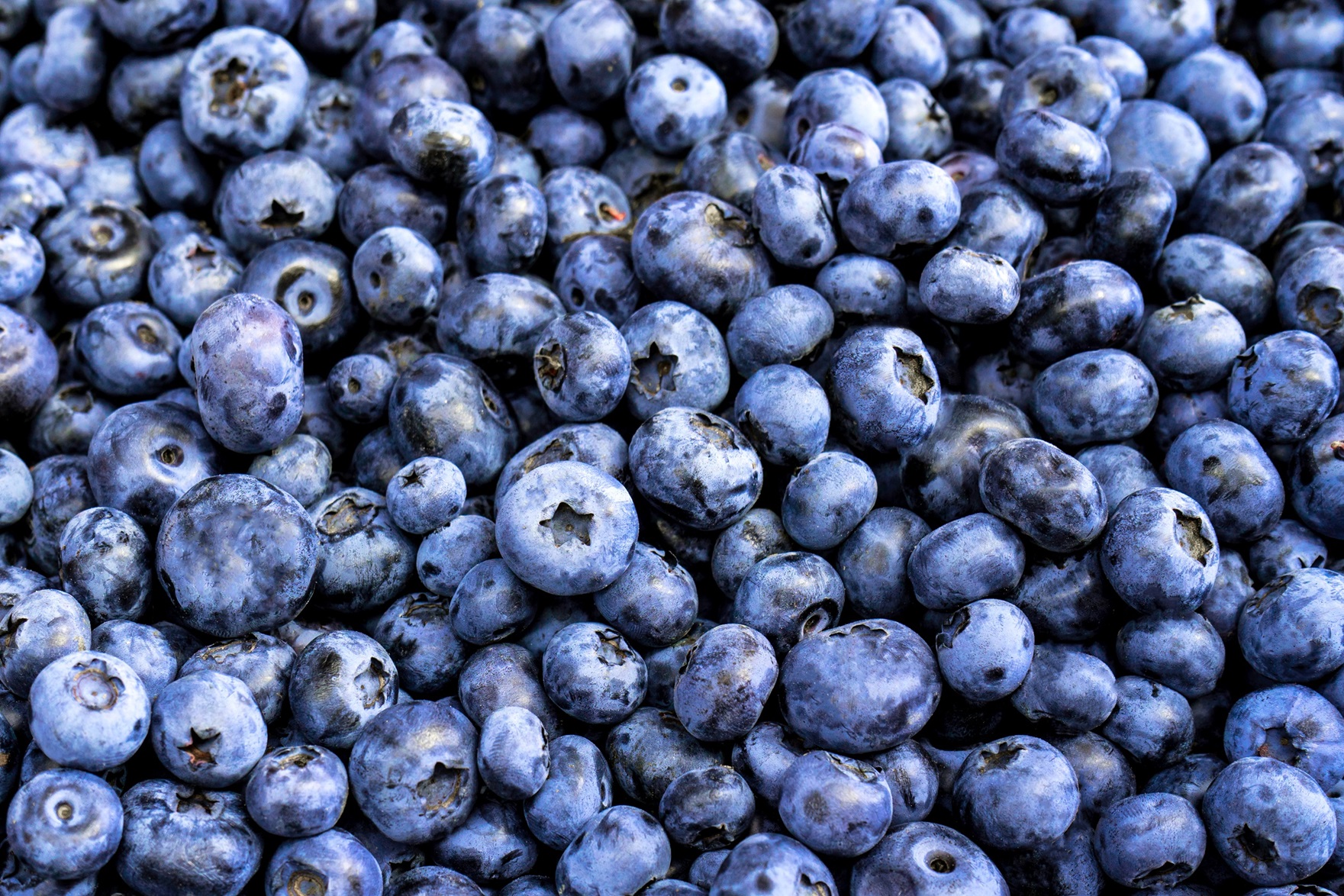 DEMANDA. En Perú, cada hectárea puede producir 19 toneladas de arándanos, es por ello que el país se ha convertido en uno de los mayores proveedores de este fruto en el mundo.