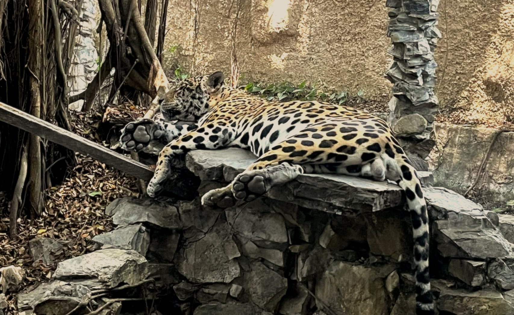 ESCALA. Alrededor de 13 millones de animales en todo el mundo fueron incautados entre 2015 y 2021, entre ellos jaguares.