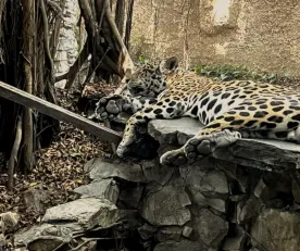 ESCALA. Alrededor de 13 millones de animales en todo el mundo fueron incautados entre 2015 y 2021, entre ellos jaguares.