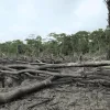 SALUD. La deforestación en la Amazonía está vinculada a 21 enfermedades. Venezuela, Surinam y Perú son los países más afectados por ellas.