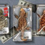 SALIDAS. Entre 2014 y 2023, las tortugas representaron más del 70% de todas las exportaciones de fauna peruana.