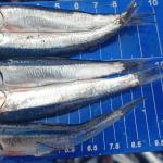 JUVENILES. La biomasa de la anchoveta está compuesta por más del 82 % de juveniles, según los últimos tres estudios del Imarpe.