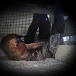 INTERVENCIÓN. 38 osos (entre perezosos y hormigueros) tenían como destino Dubai pero no se les permitió salir del Perú por tener una autorización de origen declarada nula.