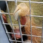 RESCATADOS. Los osos perezosos y osos hormigueros intervenidos el pasado 22 de setiembre permanecen en centros de rescate de Loreto. A la fecha hay 12 fallecidos. 