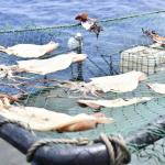 FLOTA GIGANTE. En 2020, China pescaba más de 2.200 millones de kilos de mariscos al año, que en su mayoría era calamar, según varias fuentes. Ningún otro país se acerca a esos valores. 