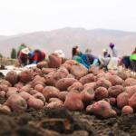 AÑO DE CRISIS. Los agricultores de papa quedaron endeudados ante la pérdida de producción en 2023. 