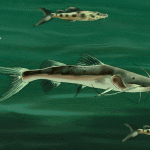 AMENAZA. Los grandes bagres se desplazan por los principales ríos de la Amazonía, sus ejemplares más pequeños son muy valorados en los mercados de Asia.