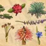 PIONERA. Si bien se creía que las zonas más diversas cuentan con más variedades de plantas usadas, un reciente estudio ha aportado evidencia científica para comprobarlo.