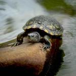 FAUNA. La principal exportadora de tortugas taricayas del Perú enfrenta una demanda con la que podría perder ocho inmuebles por presunto tráfico de especies.