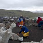 PREOCUPACIÓN. Familias alpaqueras de Pusa Pusa temen que el Midagri desconozca los compromisos asumidos por la ejecución de Majes Siguas II.