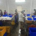 DETRÁS DE LA INDUSTRIA. En 2021, India exportó de casi la cuarta parte de todo el langostino que se vende al mundo.