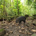 INNOVADOR. La toma de muestras de aire para analizar la biodiversidad es una de las técnicas consideradas en la metabarcodificación de ADN ambiental.