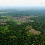 AVANCE. En los últimos años, según los reportes de la Unodc, los cultivos de hoja de coca han aumentado en la Amazonía de Bolivia, Colombia y Perú.