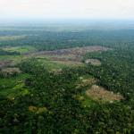 ADVANCE. In recent years, according to UNODC reports, coca leaf cultivation has increased in the Bolivian, Colombian and Peruvian Amazon.