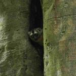 RIESGO. El mono musmuqui es una especie nocturna vulnerable. Los habitantes de la comunidad Cushillo Cocha, en Loreto, piden su protección.