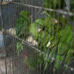 PROTECCIÓN. Perú asistirá a la Conferencia de las Partes de Biodiversidad, un evento internacional clave para enfrentar el tráfico de especies forestales y de fauna.