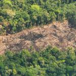 AVANCE. En distritos donde se encuentran reservas indígenas transitadas por pueblos en aislamiento aumentó la pérdida de bosques y cultivos de hoja de coca.