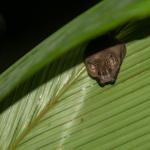 CARACTERÍSTICA. Investigadores han detectado ocho tipos de construcciones desarrolladas por murciélagos para protegerse de sus depredadores.