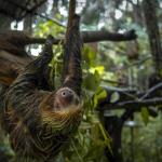 MAMÍFEROS TRAFICADOS. Entre 2021 y 2023, la empresa investigada exportó 3.040 animales silvestres, entre ellos 70 perezosos..