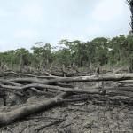 SALUD. La deforestación en la Amazonía está vinculada a 21 enfermedades. Venezuela, Surinam y Perú son los países más afectados por ellas.