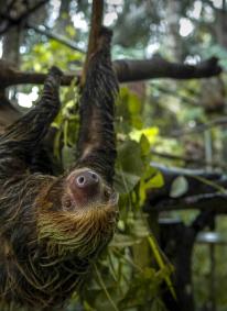 MAMÍFEROS TRAFICADOS. Entre 2021 y 2023, la empresa investigada exportó 3.040 animales silvestres, entre ellos 70 perezosos..