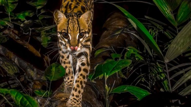 BIODIVERSIDAD. El Parque Nacional del Manu acaba de cumplir 50 años de creado. Alberga una diversidad biológica difícil de igualar. 