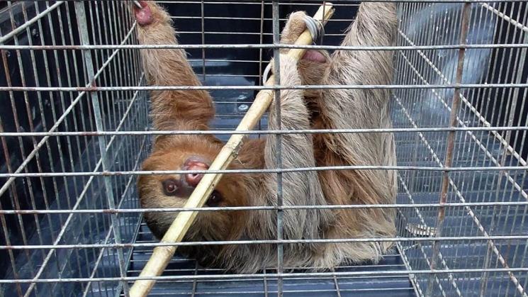 TRANSPORTE. El conductor Marcelo Del Castillo Ferreyra niega que movilizó a los osos peruanos intervenidos el pasado 22 de setiembre. Sin embargo, su nombre aparece en documentos oficiales.