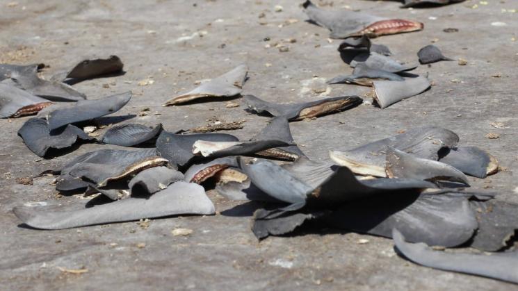 IRREGULARES. El accionar de los funcionarios permitió que se exporten aletas de tiburón por más de USD 883.000. Su procedencia legal no estaba sustentada.