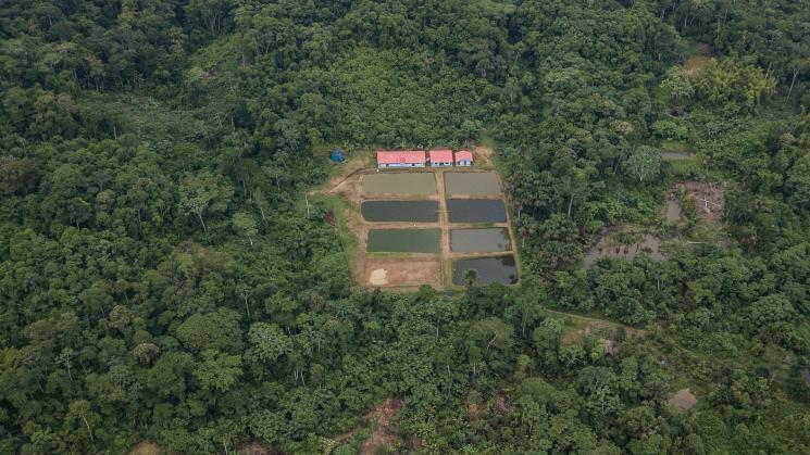 AVANCE. En 2022, según el último reporte oficial, la pérdida de bosques de la Amazonía peruana aumentó en 11%, respecto al 2021. 