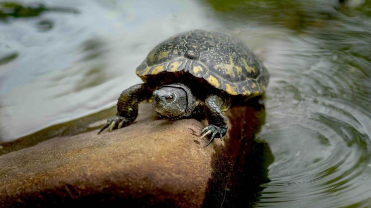 FAUNA. La principal exportadora de tortugas taricayas del Perú enfrenta una demanda con la que podría perder ocho inmuebles por presunto tráfico de especies.