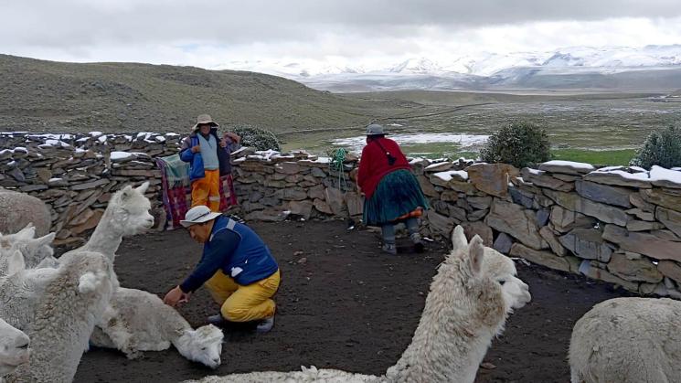 PREOCUPACIÓN. Familias alpaqueras de Pusa Pusa temen que el Midagri desconozca los compromisos asumidos por la ejecución de Majes Siguas II.